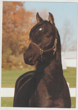 FIRE & ICE - UVM MORGAN Stallion Horse Postcard Weybridge Vermont picture