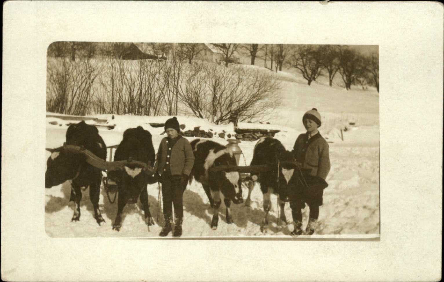 RPPC Saxtons River Vermont VT ~ boys & young oxen pull sled milk? 1912 postcard