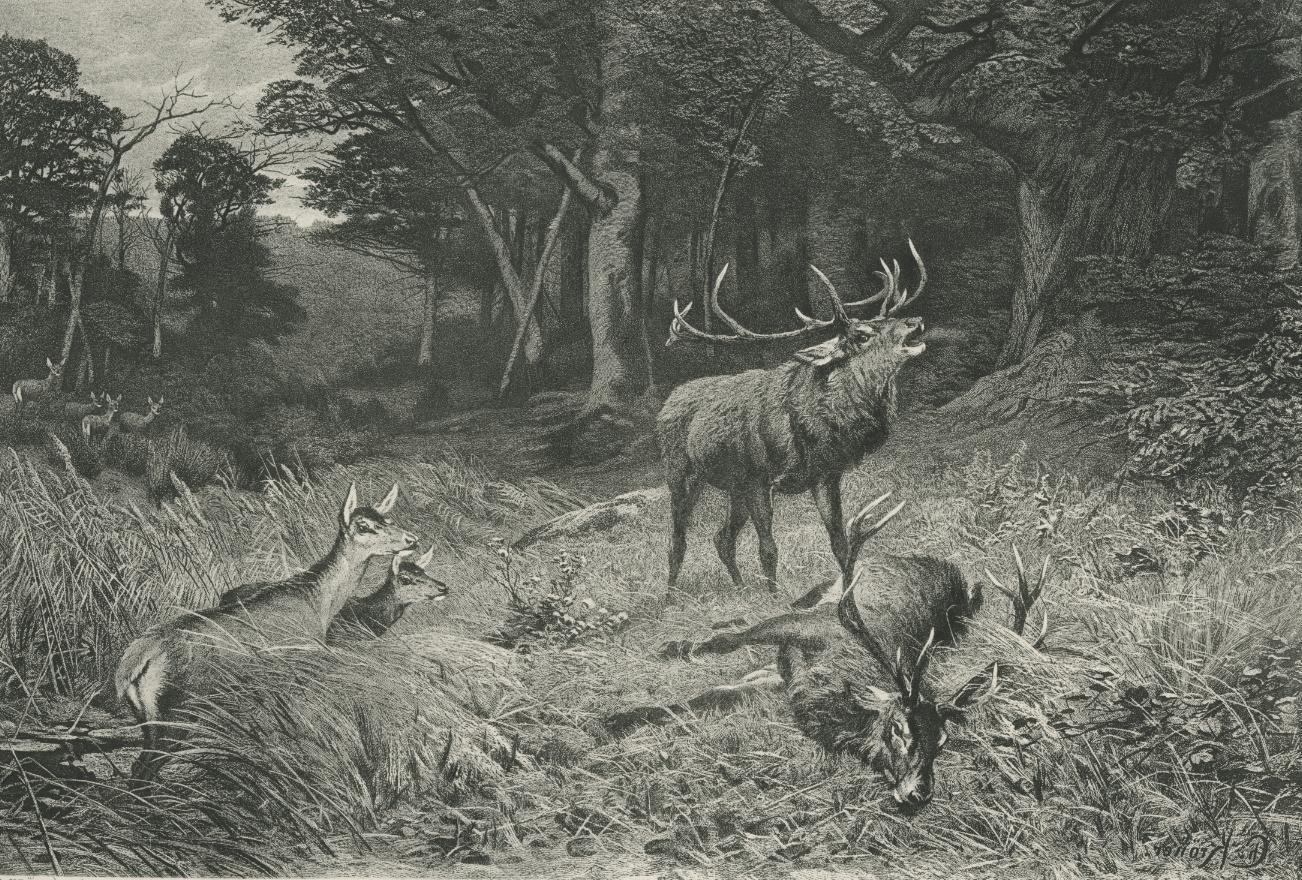ANTIQUE DOE FAWN DEER STAG BUCK MATING FIGHT HORNS WOODS VICTORY SORROW PRINT
