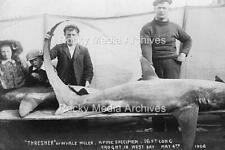 Ebn-41 Thresher Shark Caught In West Bay, Bridport, Dorset 1908. Photo picture
