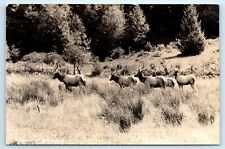 POSTCARD RPPC A Group of Wild Elk Sanborn Photo Herd of Bucks picture