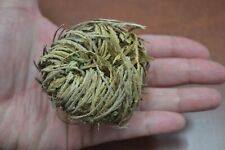 JERICHO RESURRECTION FLOWER DRIED HERB PLANT picture