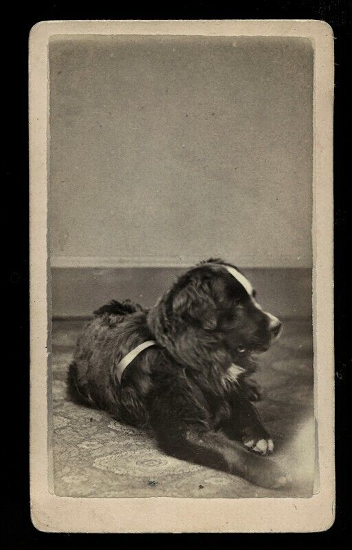 great 1870s CDV photo lying dog wearing leash westfield new york photographer