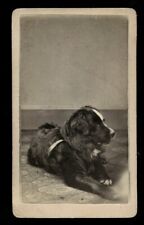 great 1870s CDV photo lying dog wearing leash westfield new york photographer picture