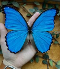 HUGE Blue Morpho didius REAL BUTTERFLY Peru, A1 picture