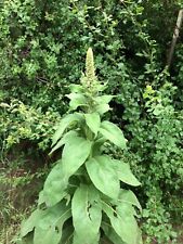 4000+ (1g) Mullein(Verbascum Thapsus) Seeds From East Arizona picture