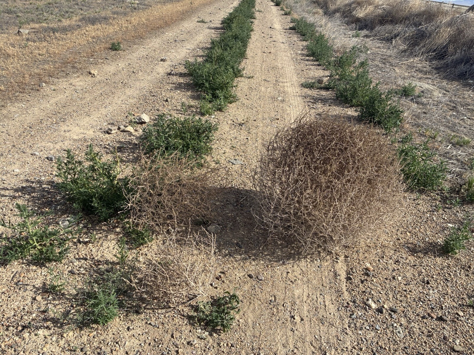 SMALL Natural Wild West Nevada Tumbleweed Tumble Weeds Hand Picked Decoration SMALL Natural Wild West Nevada Tumbleweed Tumble Weeds Hand Picked Decoration
