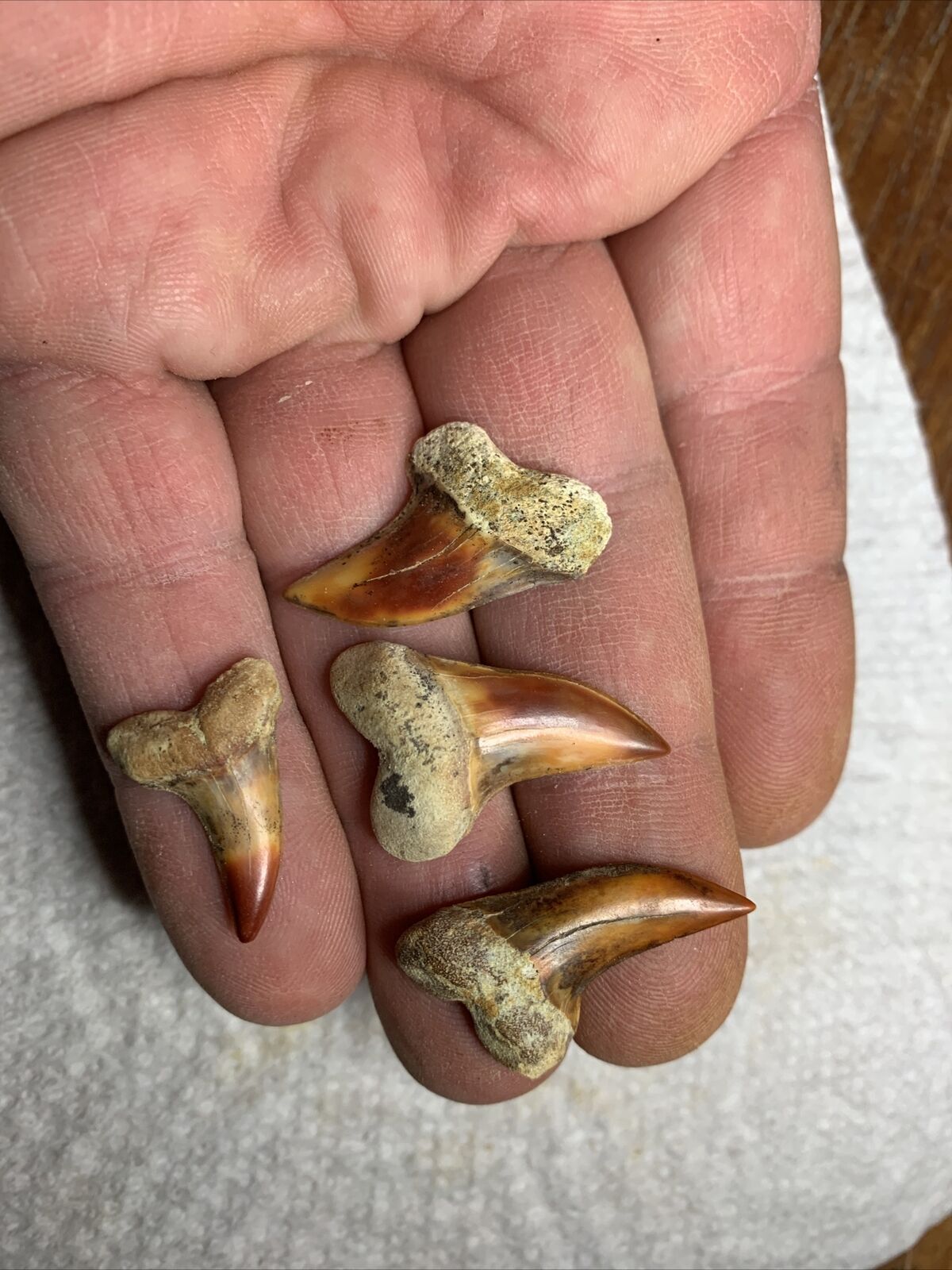 4 Bakersfield fossil Isurus Planus Shartooth Hill fire zone Miocene Shark Teeth