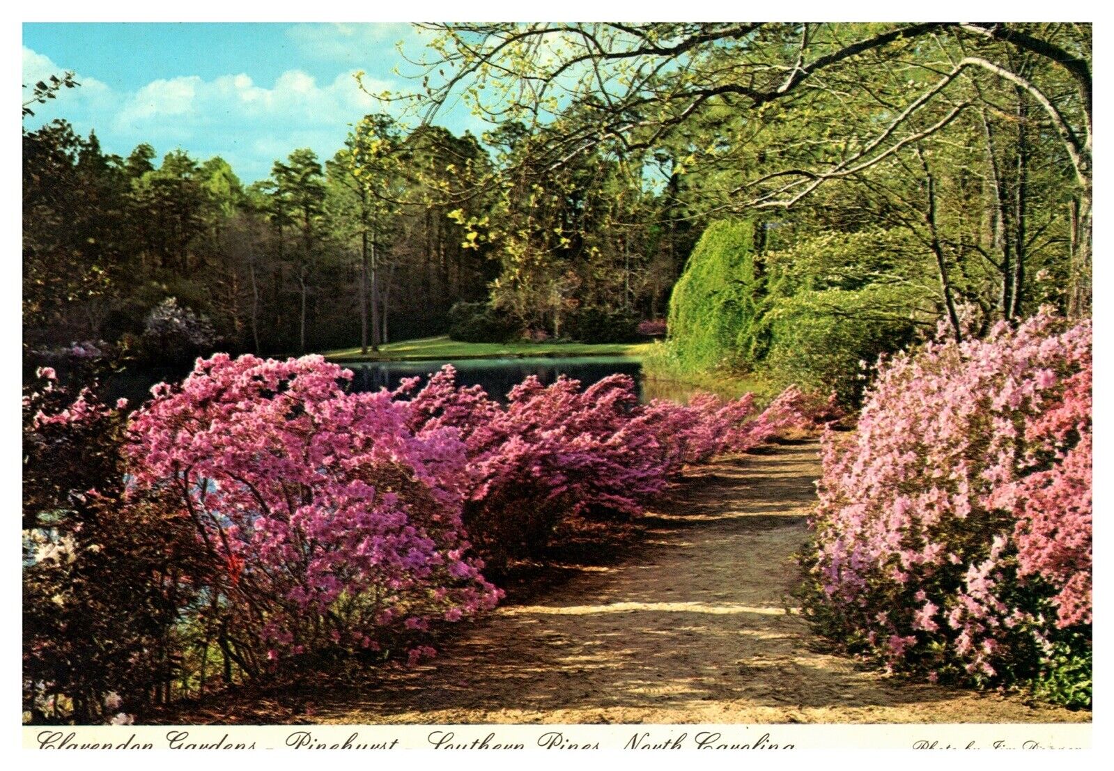 Azalea Holly Dogwood Clarendon Gardens Flowers Charlotte North Carolina Postcard