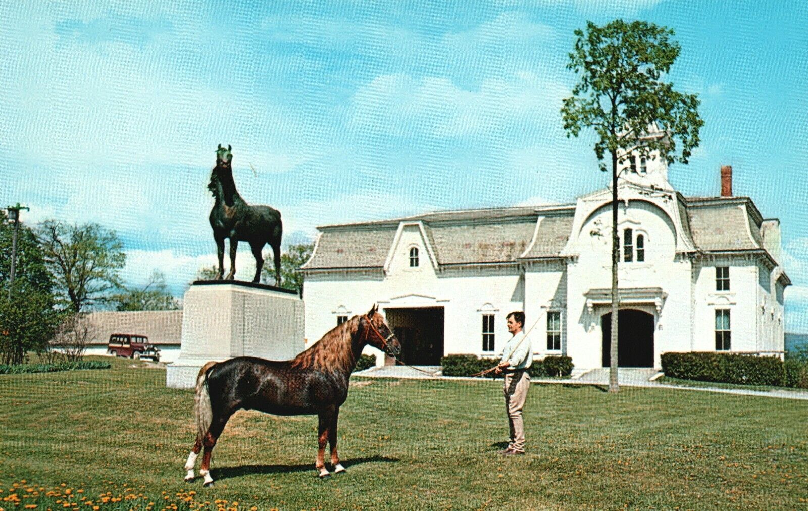 Vintage Postcard University of Vermont Morgan Horse Farm Weybridge Vermont VT