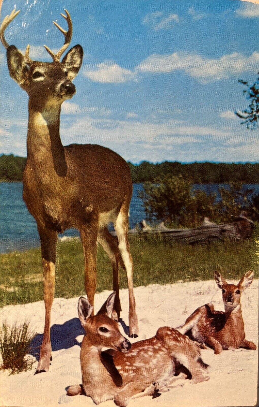 1954 Bartonsville PA Majestic Buck Fawns Vintage Postcard Pennsylvania Postcard