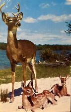 1954 Bartonsville PA Majestic Buck Fawns Vintage Postcard Pennsylvania Postcard picture