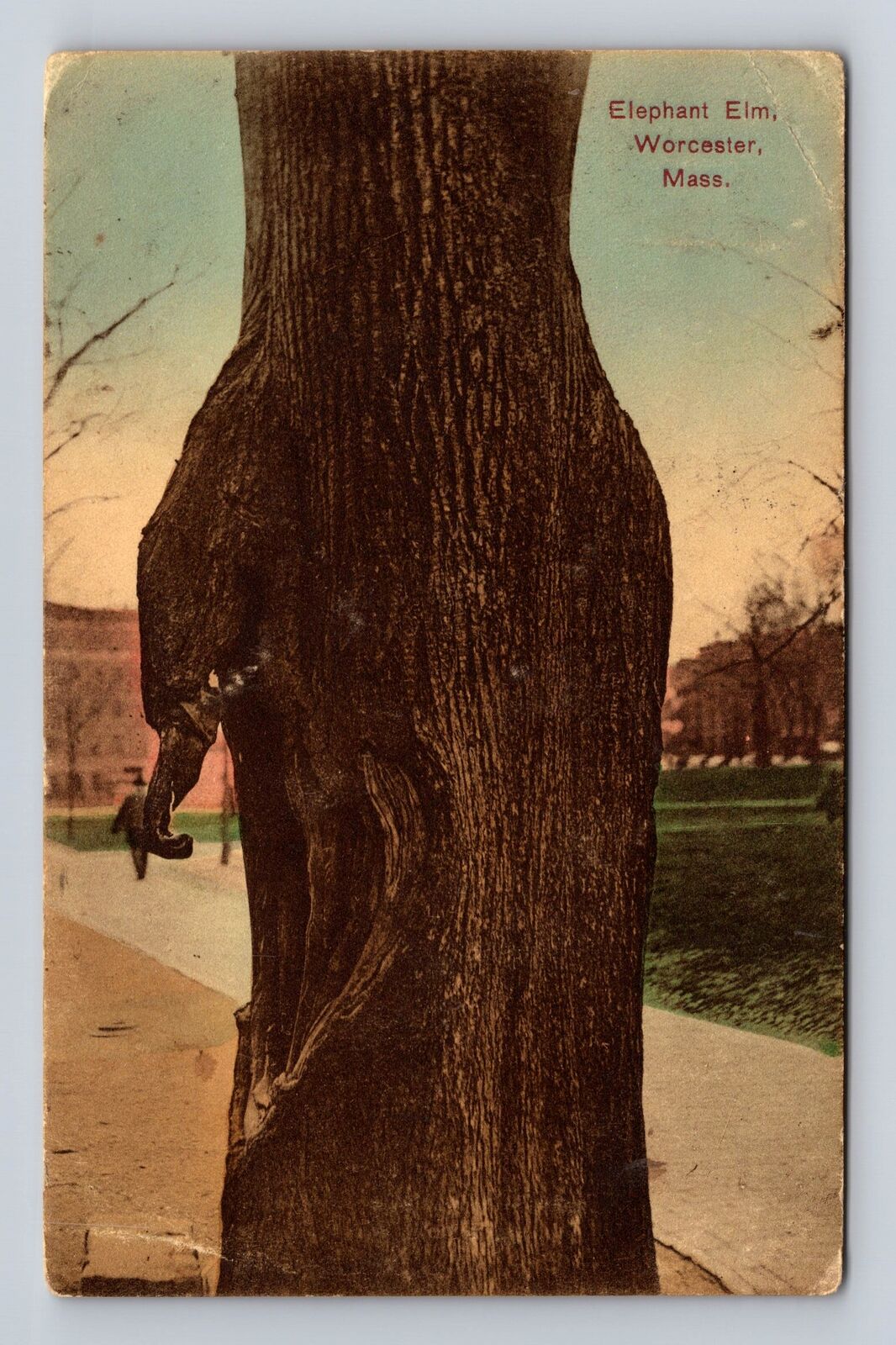 Worcester MA-Massachusetts, Elephant Elm, Antique Vintage Souvenir Postcard