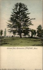 Pittsfield Massachusetts ~ Holmesdale ~ Holmes pine tree ~ UDB postcard sku573 picture