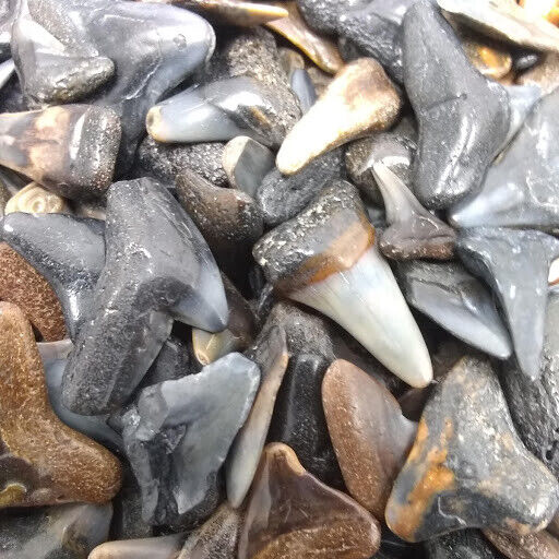 30 Fossilized Shark Teeth (15 River/15 Beach) +1 Shark Tooth Necklace + Bonus 