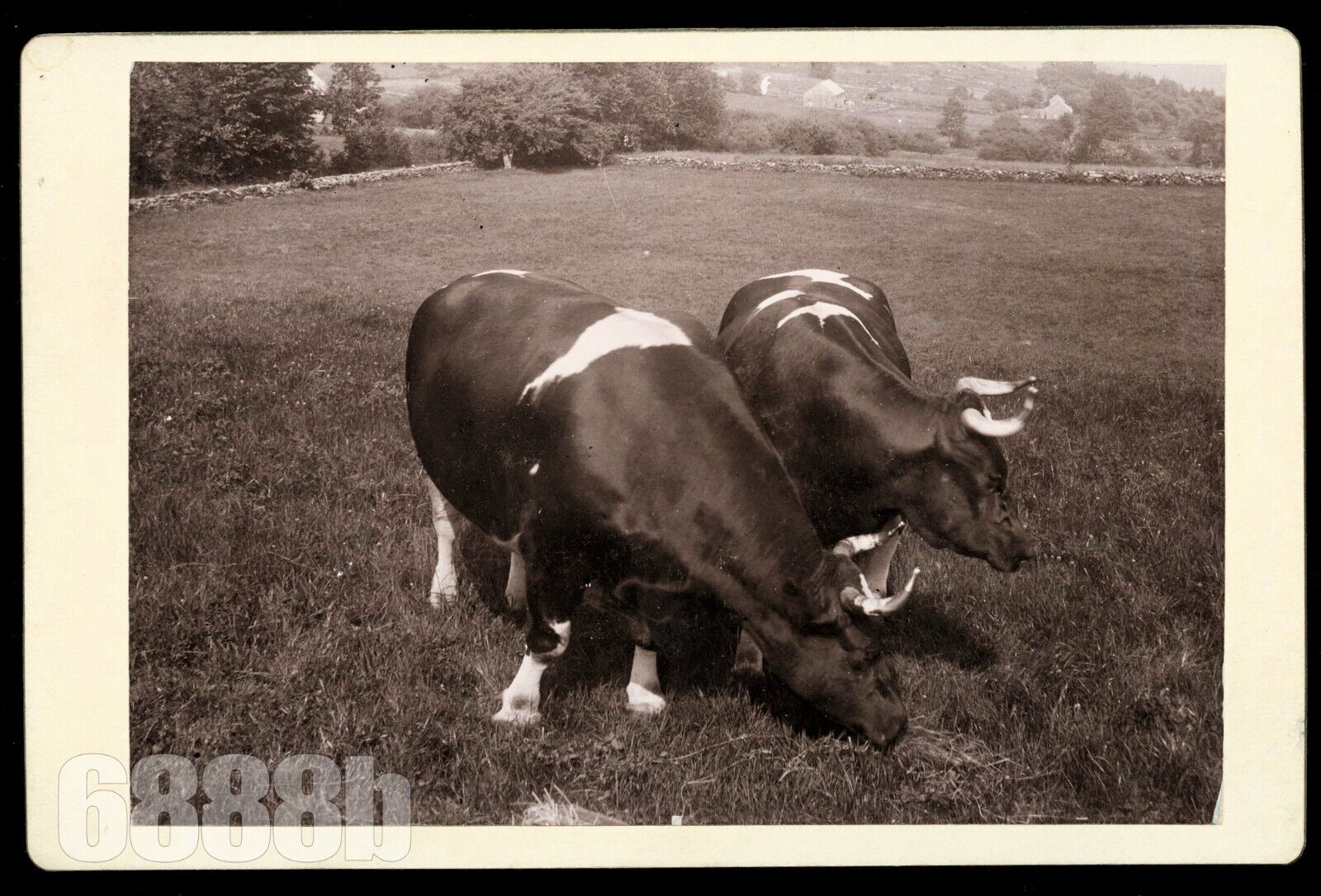 Rare Jim Avery's Giant Oxen Ashfield Massachusetts Photographer 1895 Farm Cattle