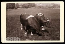 Rare Jim Avery's Giant Oxen Ashfield Massachusetts Photographer 1895 Farm Cattle picture