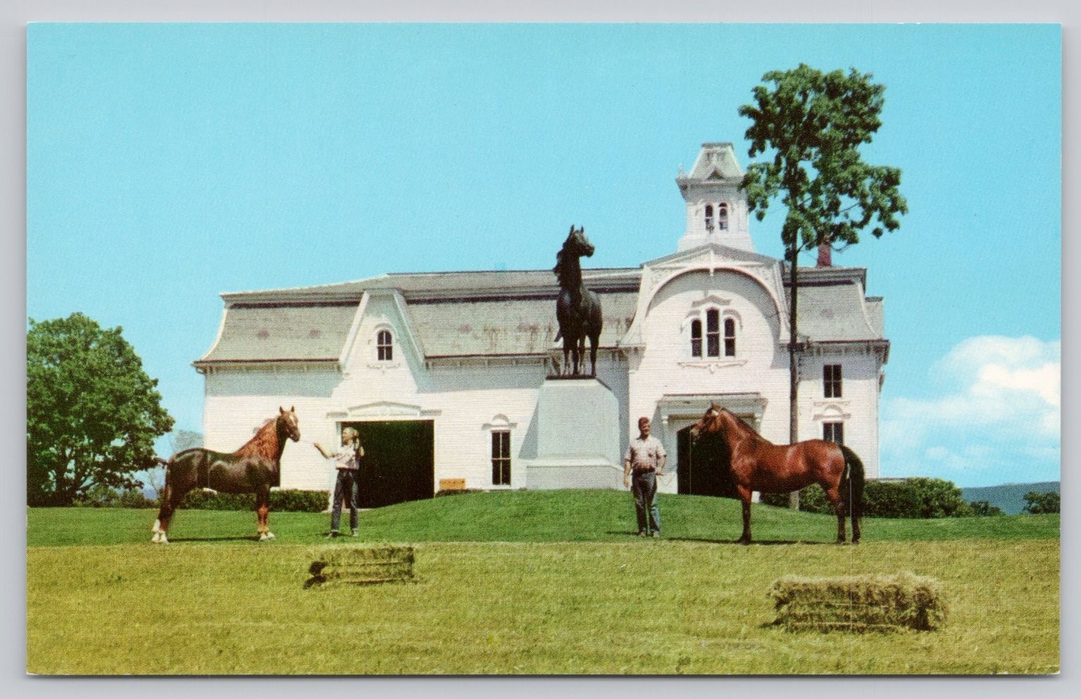 Morgan Horse Farm Weybridge VT University of Vermont Chrome Postcard Morgan Horse Farm Weybridge VT University of Vermont Chrome Postcard