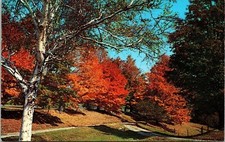 Fall Settings Rt 140 Tinmouth Vermont VT Rutland County Postcard UNP VTG Koppel picture