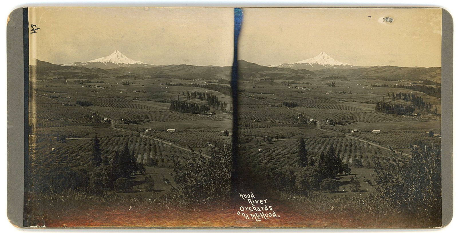 OREGON STEREOVIEW - Hood River - Orchard & Mount Hood - Frank Patterson 1910s OREGON STEREOVIEW - Hood River - Orchard & Mount Hood - Frank Patterson 1910s