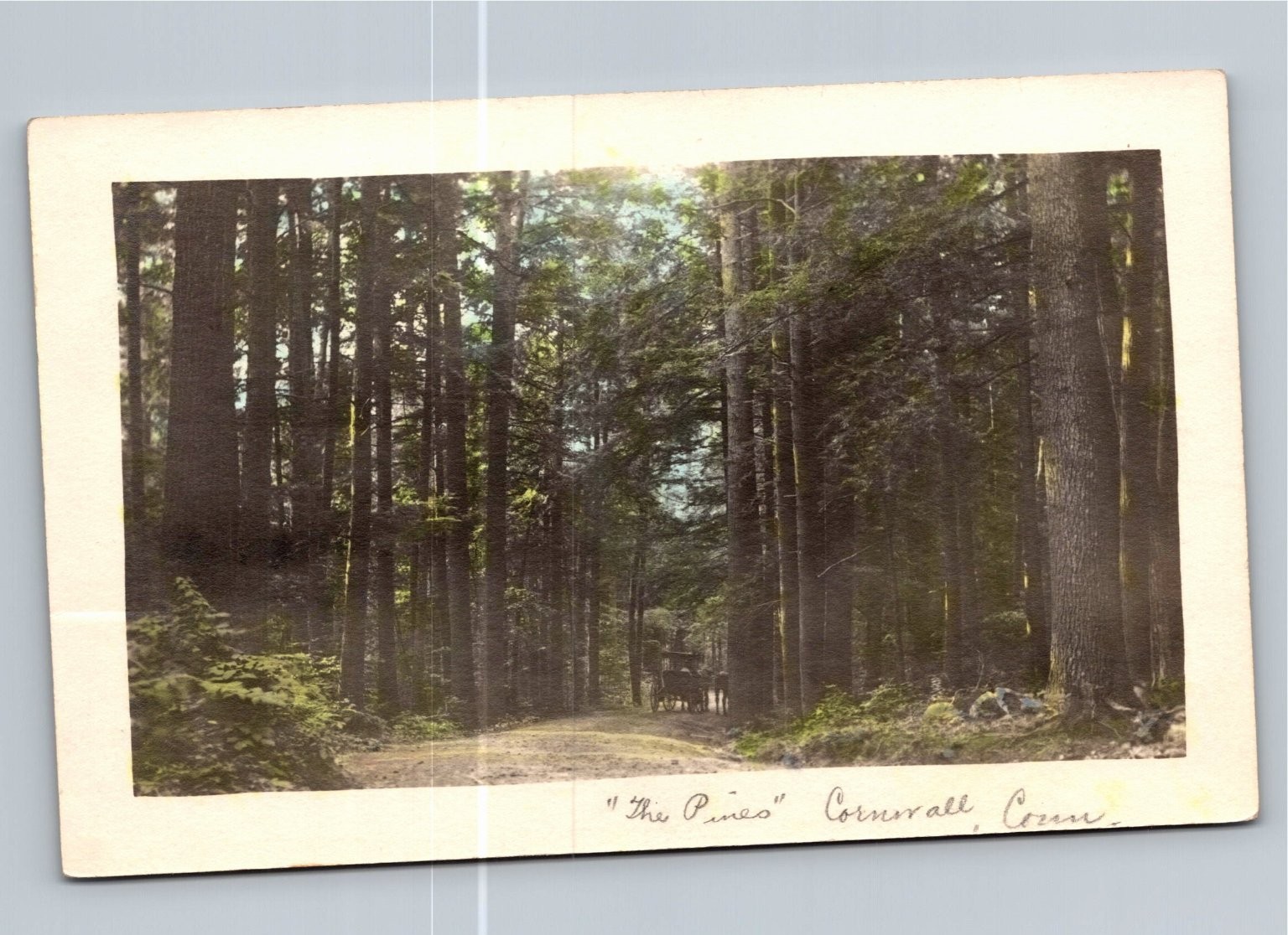 1908 The Pines Cornwall CT Forest Road View Postcard Waterbury Postmark