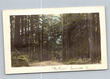 1908 The Pines Cornwall CT Forest Road View Postcard Waterbury Postmark picture