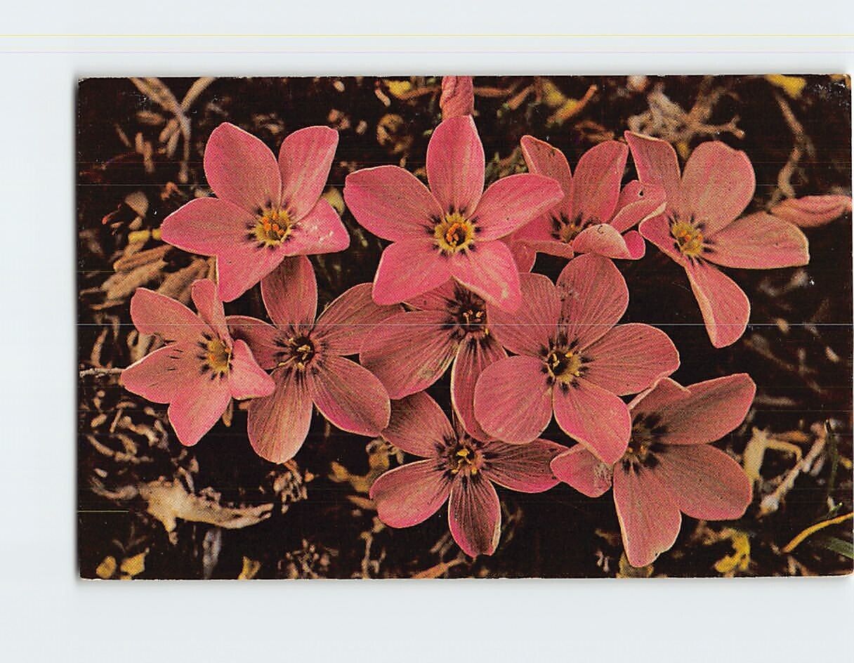 Postcard Siberian Phlox Flowers Ripton River Valley Vermont USA