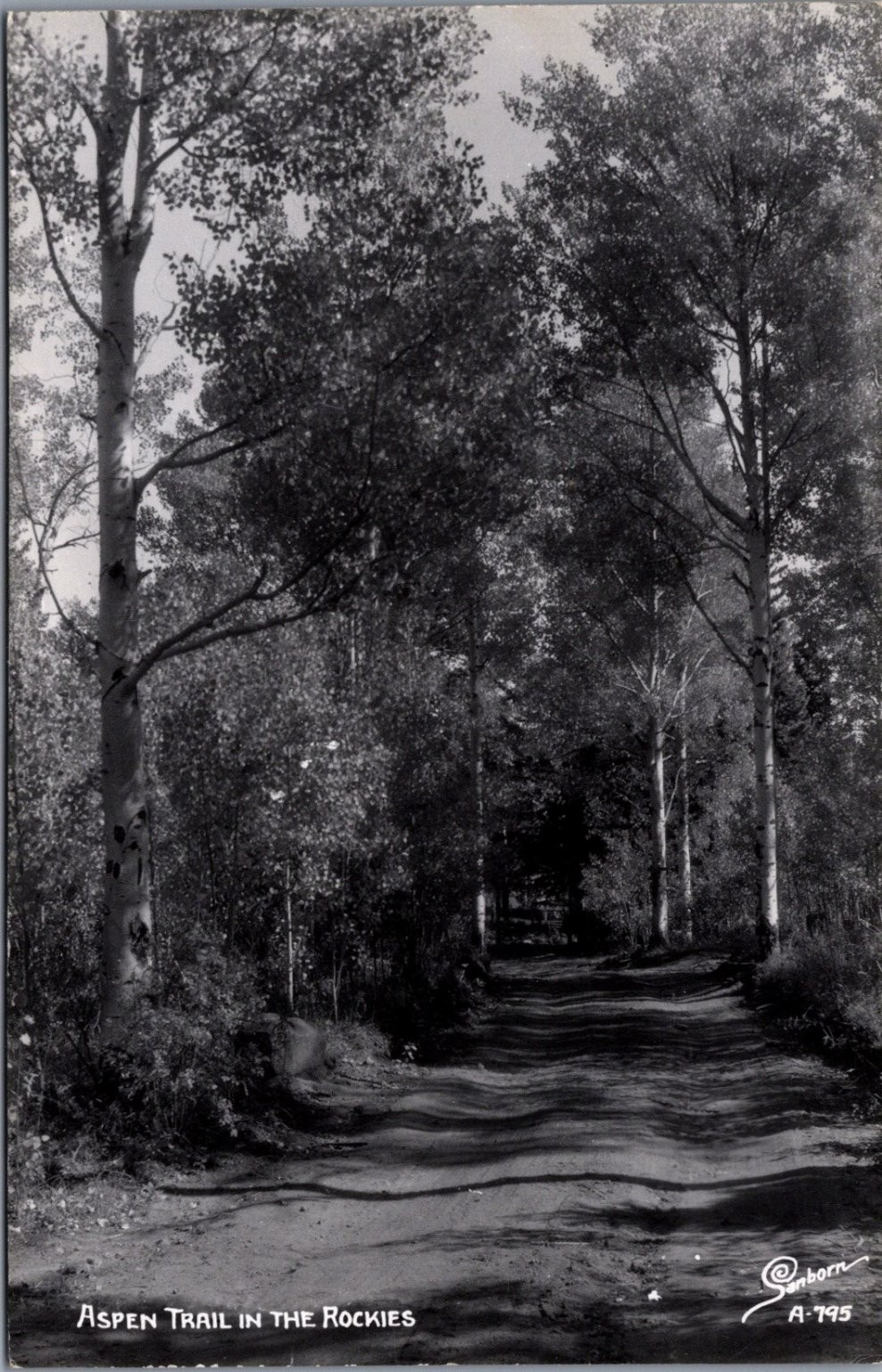 Vintage Aspen Trail in the Rockies Real Photo Postcard Sanborn A-795 RPPC Vintage Aspen Trail in the Rockies Real Photo Postcard Sanborn A-795 RPPC
