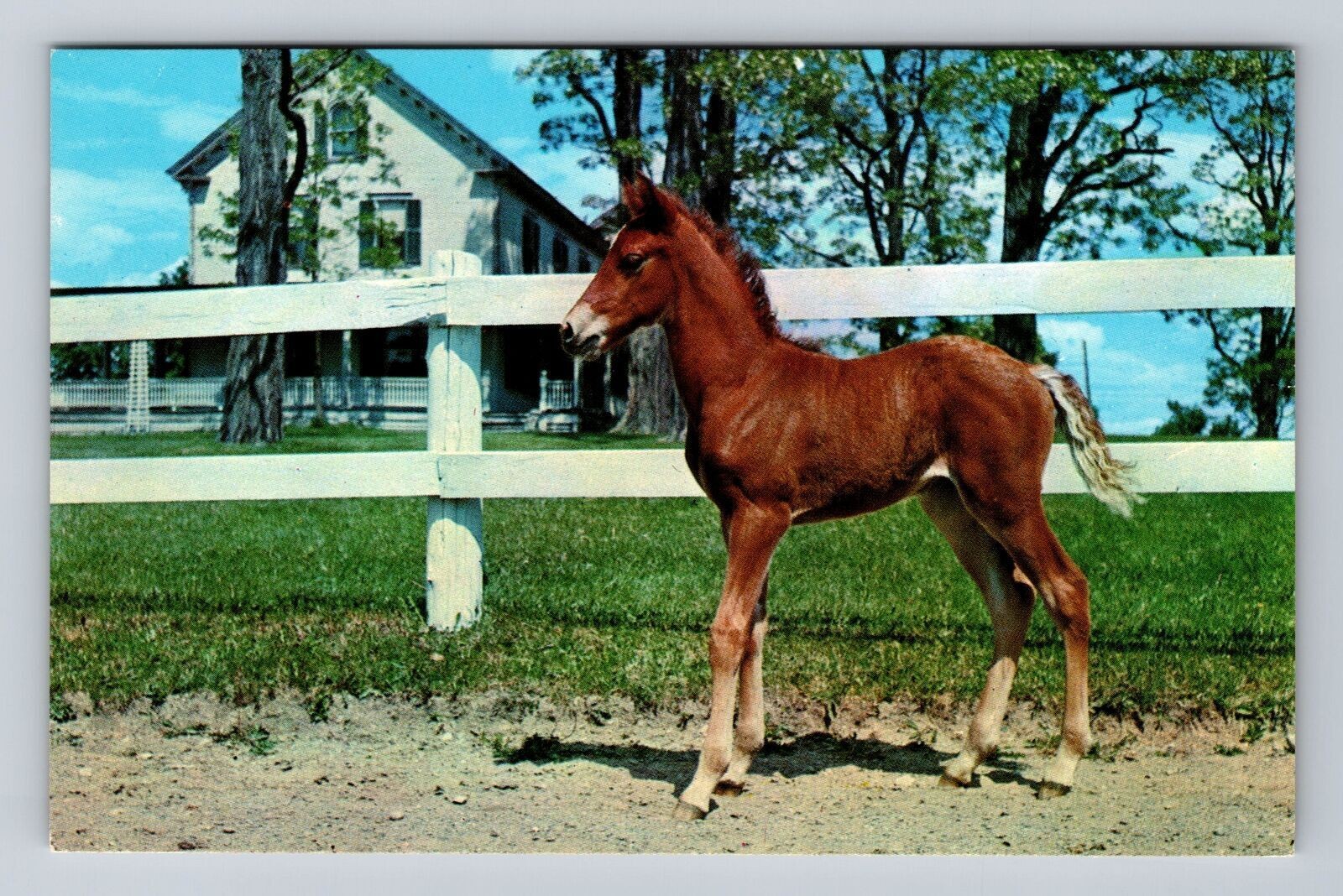Weybridge VT-Vermont, Morgan Filly Foal, University, Antique, Vintage Postcard Weybridge VT-Vermont, Morgan Filly Foal, University, Antique, Vintage Postcard