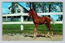Weybridge VT-Vermont, Morgan Filly Foal, University, Antique, Vintage Postcard picture
