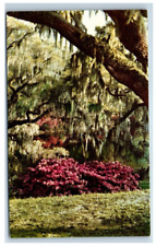 Charleston S.C. Middleton Gardens Trees Flowers Vintage Postcard Unposted picture