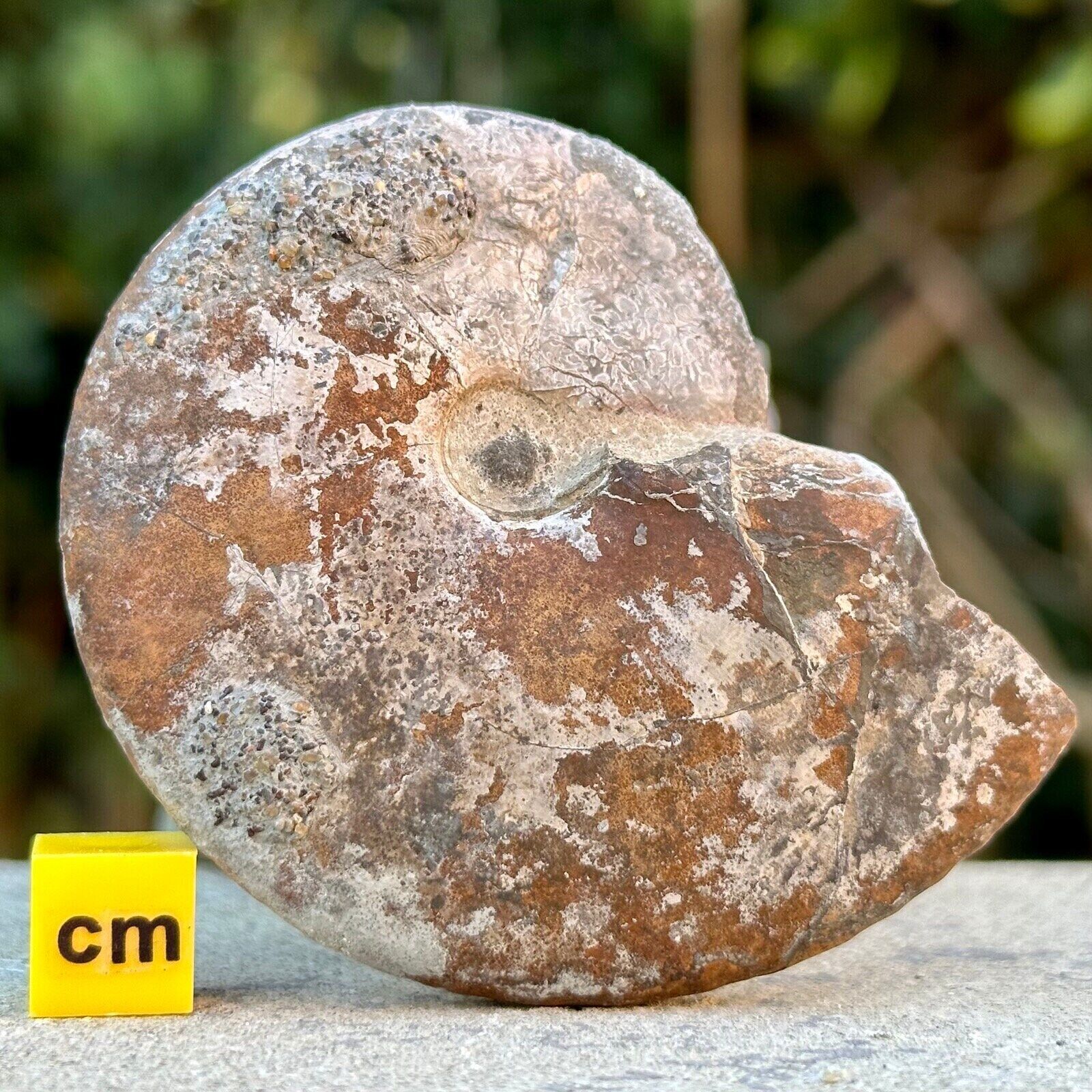 Fossil Ammonite, Seatown Dorset, Jurassic Coast, UK *CERTIFICATED*
