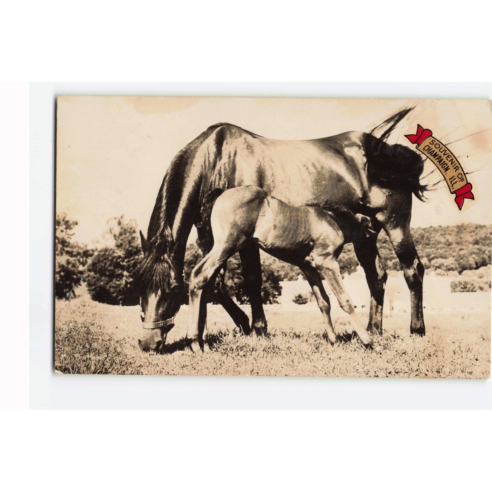 Vintage 1946 Ira Haas Horse Mare and Foal RPPC Postcard Champaign Illinois 5113