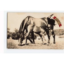 Vintage 1946 Ira Haas Horse Mare and Foal RPPC Postcard Champaign Illinois 5113 picture