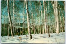 Postcard - White Birches in Weathersfield, Vermont picture