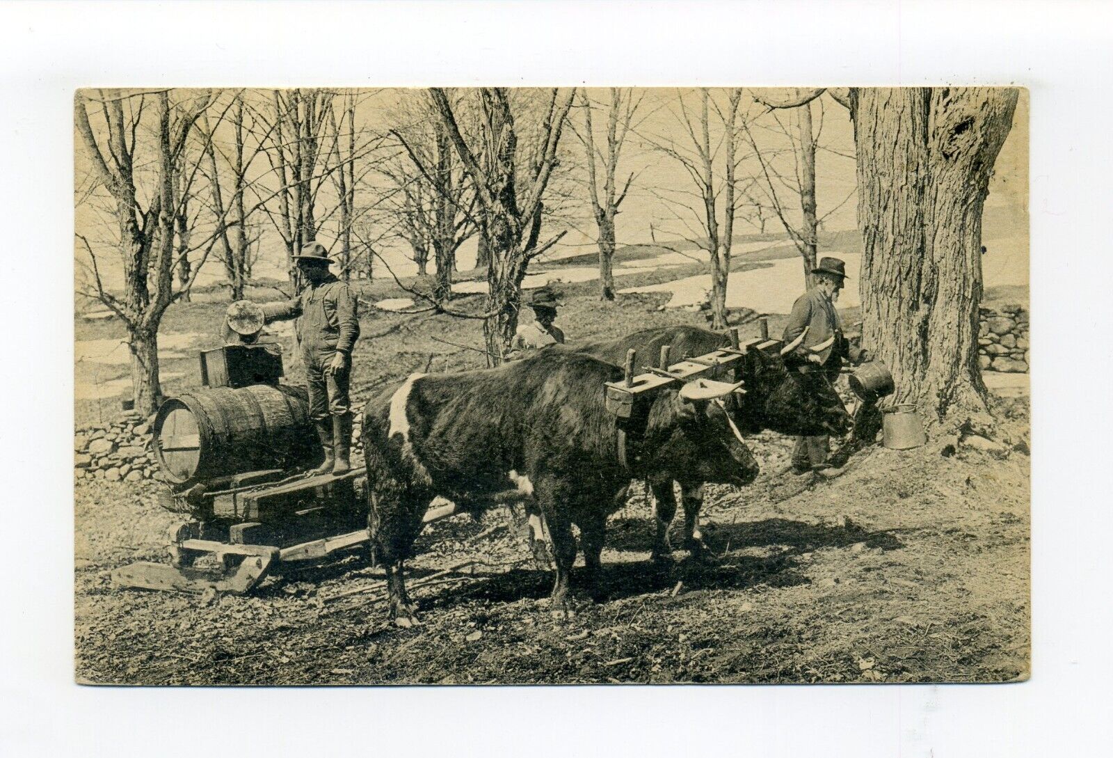 Weathersfield VT 1952 postcard, Ox Team, people working, barrel, sap\'s runnin\'