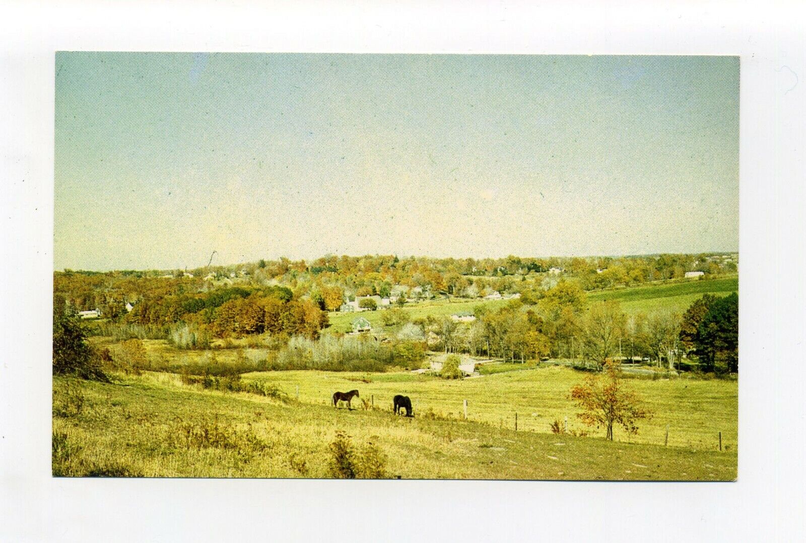 Lunenburg MA Mass vintage postcard, view from Sunny Hill Road, horses, pasture
