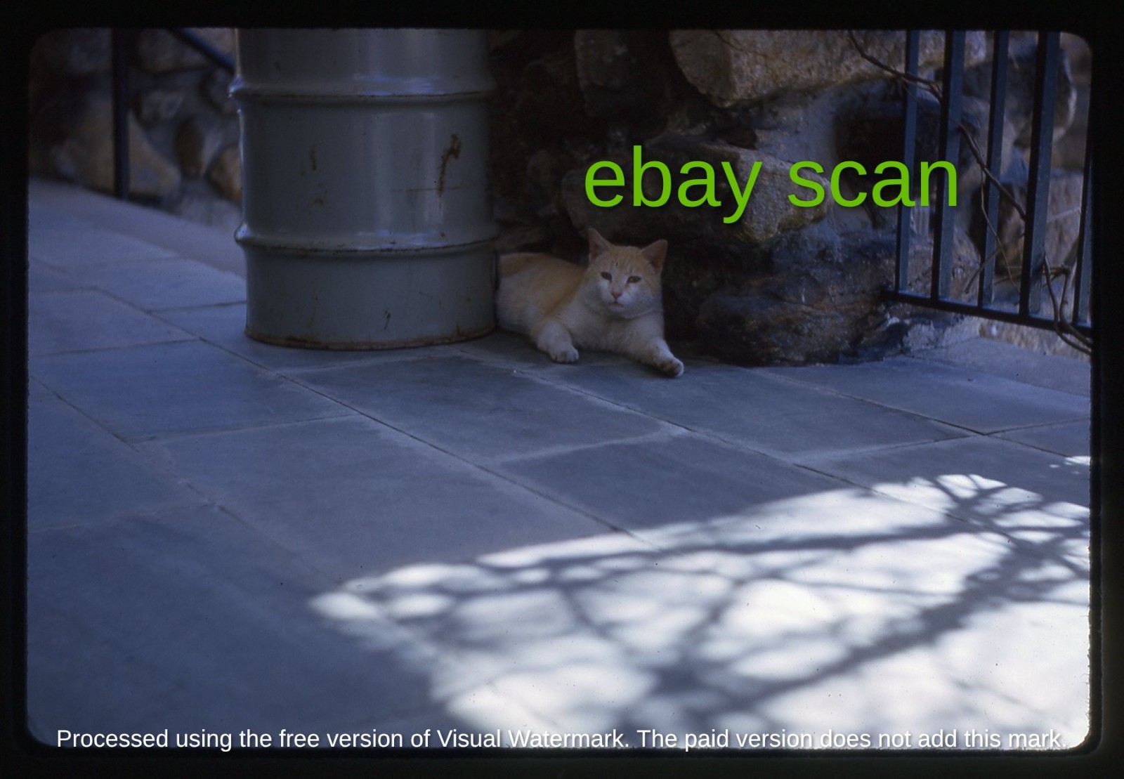 Original Slide, Pet Cat at Grafton State Hospital Insane Asylum Grafton MA, 1965 Original Slide, Pet Cat at Grafton State Hospital Insane Asylum Grafton MA, 1965