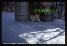 Original Slide, Pet Cat at Grafton State Hospital Insane Asylum Grafton MA, 1965 picture