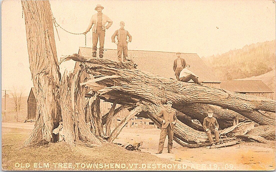 RPPC Townshend Vermont Town Scene Old Elm Tree Destroyed 1909