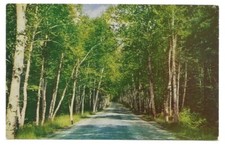 Shelburne White Mountains New Hampshire Postcard NH Birch Road picture