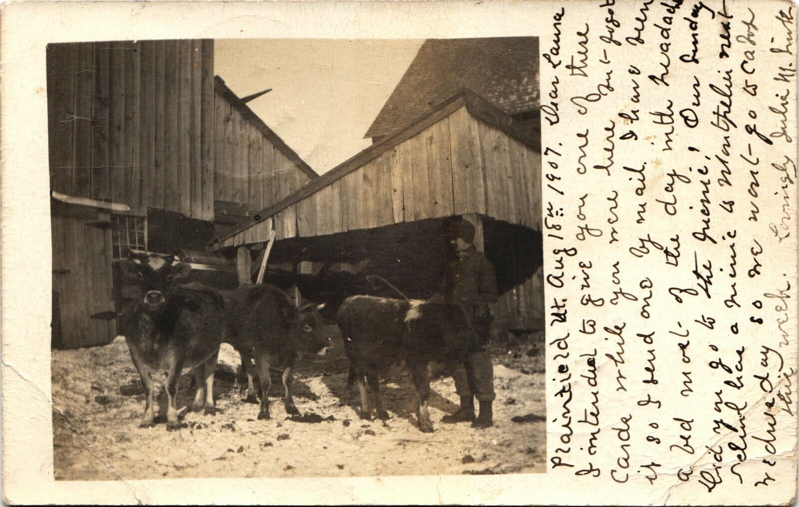 FARM COWS DAIRY real photo postcard rppc PLAINFIELD VERMONT VT