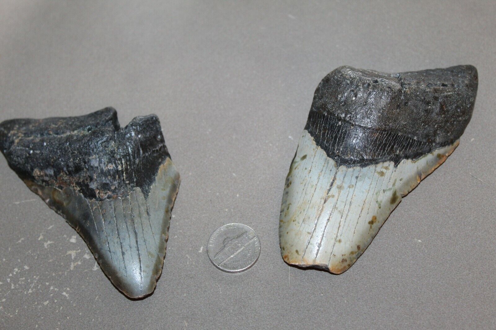 MEGALODON Fossil Giant Shark Teeth Ocean No Repair  LOT OF 2 BEAUTIFUL TEETH
