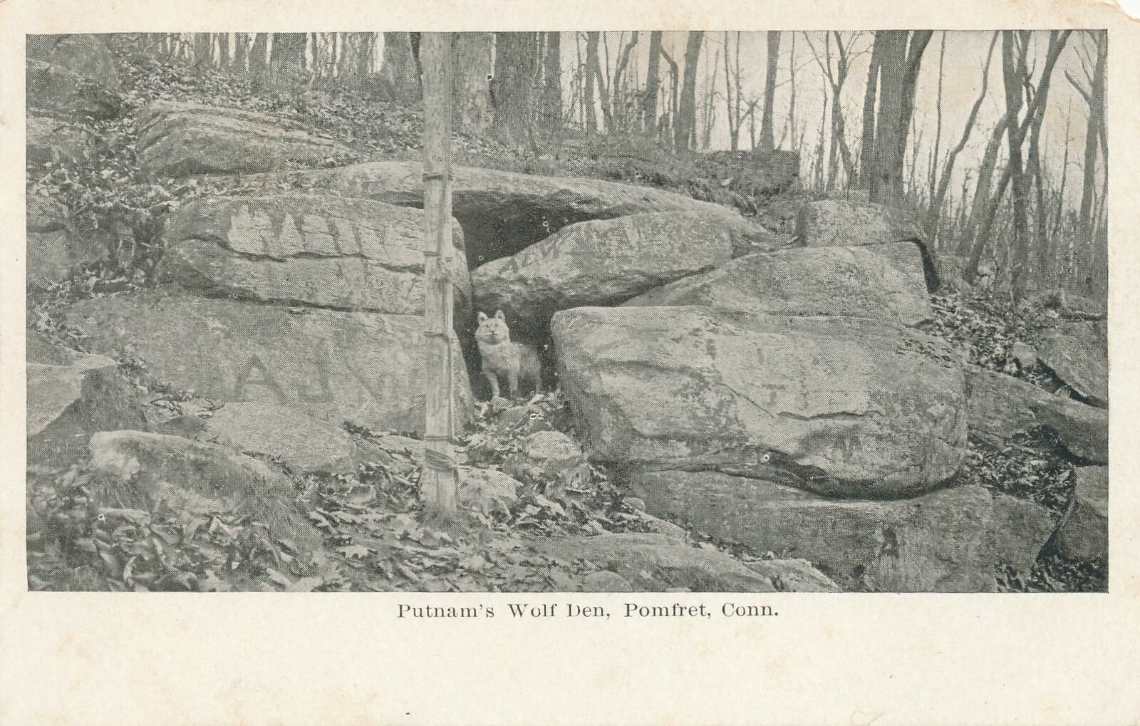 POMFRET CT - Putnam's Wolf Den showing Wolf At Den - udb (pre 1908)
