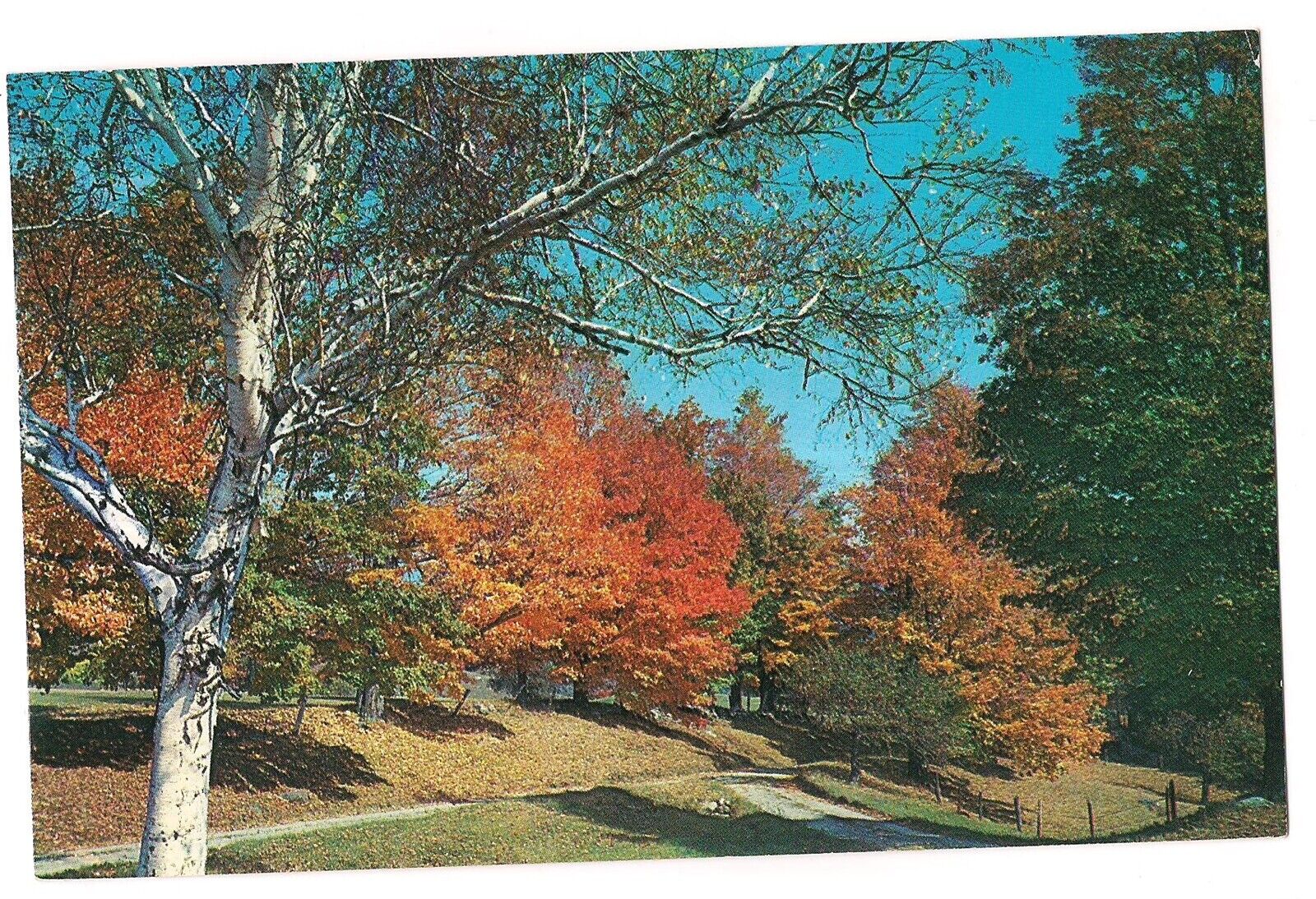 Fall TINMOUTH Rt 140 Poultney Wallingford Rutland Co Vermont Postcard VT 1980