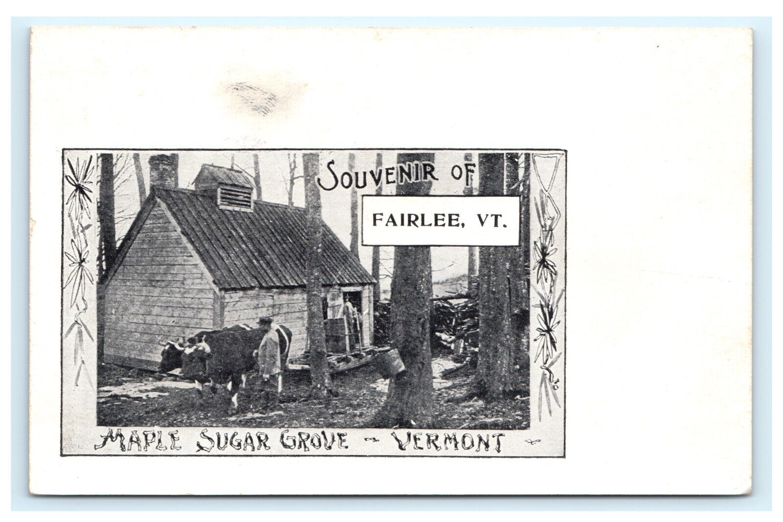 Souvenir of Fairlee VT Vermont Maple Sugar Grove Sap Bucket Ox UDB Postcard E3