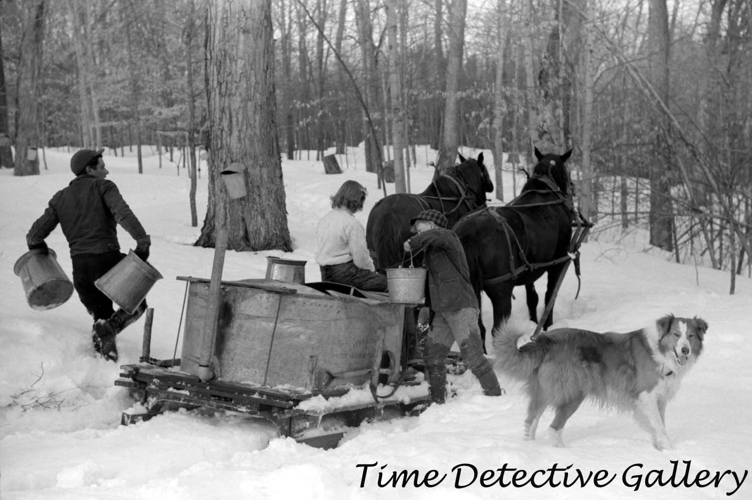 Hauling Vat of Maple Sap for Syrup, N. Bridgewater, VT-1940-Historic Photo Print