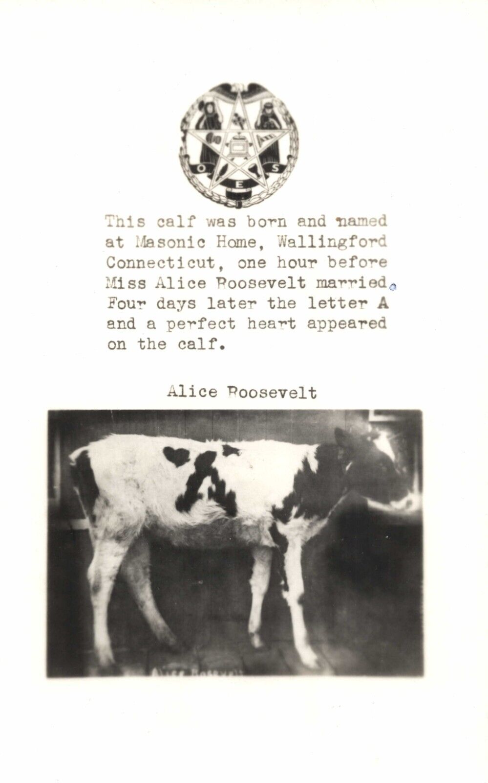 Calf Cow Named Alice Roosevelt at the Masonic Home Wallingford CT  RPPC Postcard