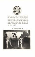 Calf Cow Named Alice Roosevelt at the Masonic Home Wallingford CT  RPPC Postcard picture