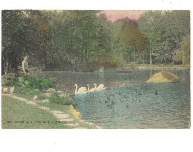 c1941 Ducks At Lunch Time Pond Westfield New Jersey NJ Hand Colored Postcard